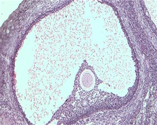 中心代怀产子-双胞胎的形成过程